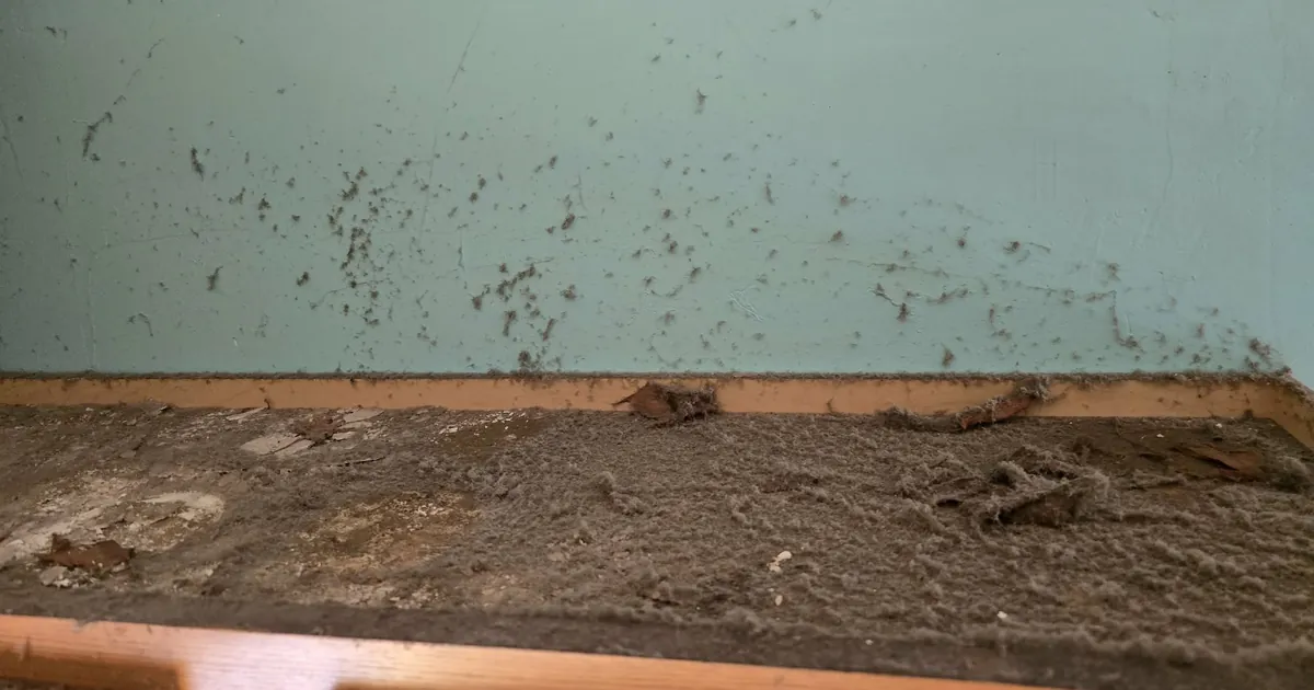 Thick layer of dust and debris on top of kitchen cabinets